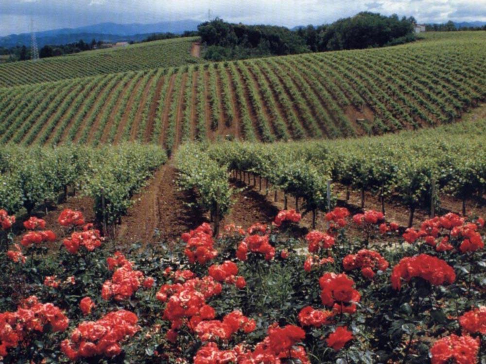 Agriturismo Tenuta La Marchesa Novi Ligure Buitenkant foto